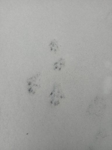 Stadttiere im Winter