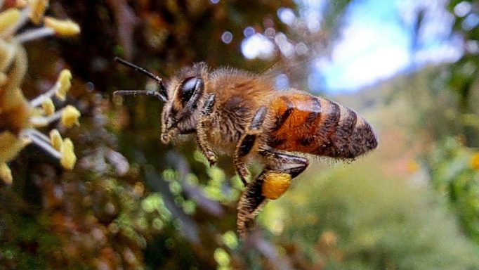 Bienenworkshop